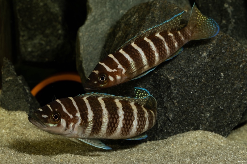 Neolamprologus cylindricus 'Kasanga'